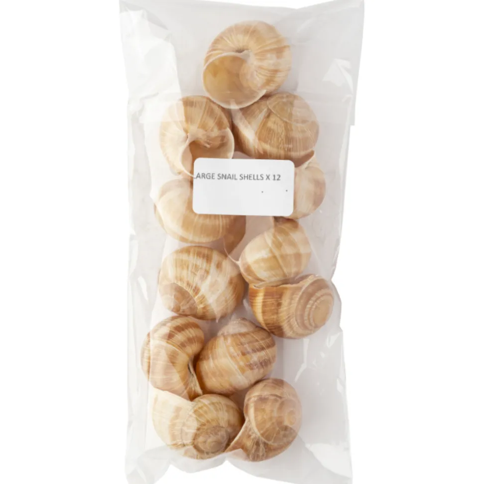 Sabarot Helix Large Snail Shells x 12